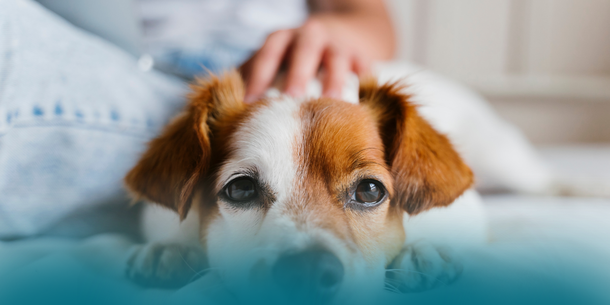 Pet Care Market Tailwinds Remain Strong, Private Equity Add-Ons Bolster ...